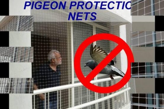 Anti Pigeon Net in Jaipur